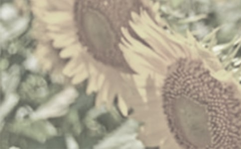 ����ѡ��̫��������33ƪ