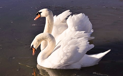 ������ɫ���������ģ���ѡ5ƪ��