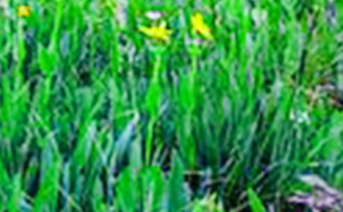 ���꼶��������Ұ����