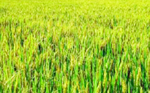 ���꼶������������Ұ