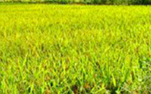 ��������ҰСѧд������