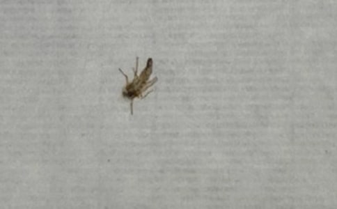 �������ӵ����ıر�[15ƪ]