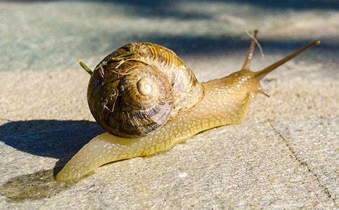 С�������̰�С��ţ������