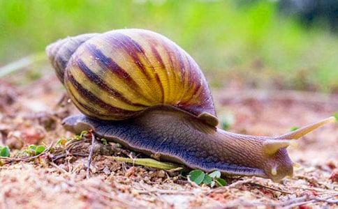 С��������ţ�̰�(15ƪ)