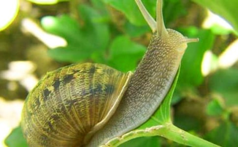 Сѧ����ţ�����Ļ��9ƪ