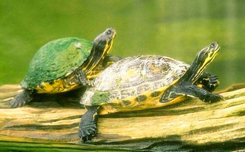 �а��ڹ������̰�12ƪ