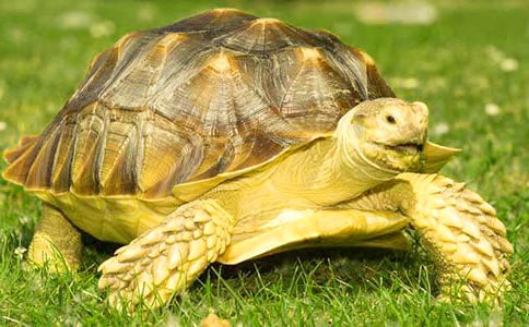 �ɰ����ڹ�����