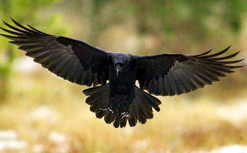 С��ѻ������