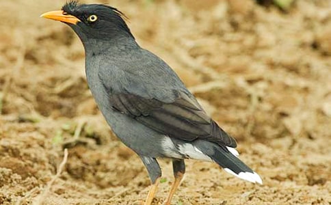 ��ѻ�ֵ�����