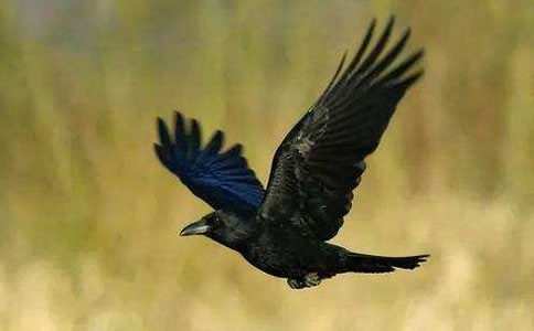 ��С��ѻ�����衷��ѧ���