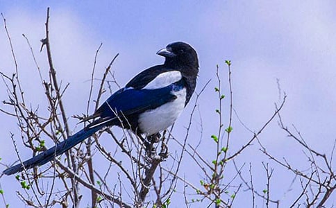 ϲȵ��������