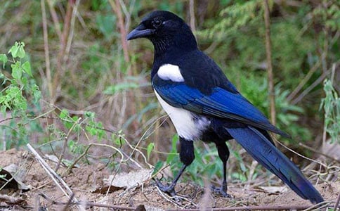 ������ϲȵ���̰����