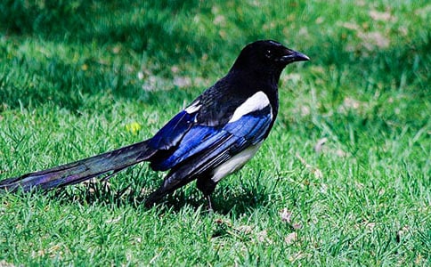 ����ϲȵ�����ľ���130��