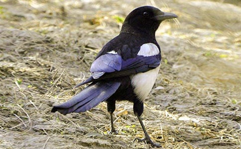 ϲȵСѧ����