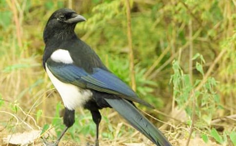 �й�ϲȵ����