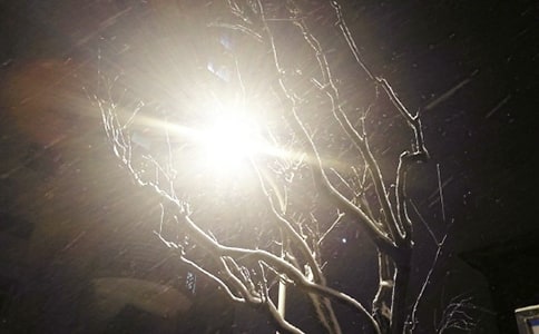 ��ѩ����������15ƪ�����š�