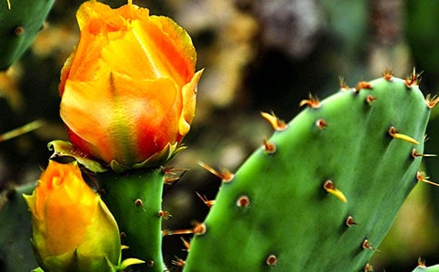 �������ơ�С�������̰�