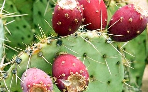 �������ռ���ƪ