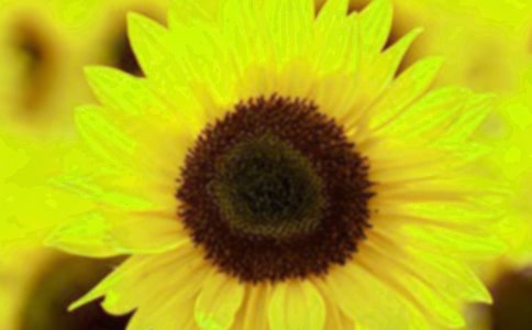 д���տ�������