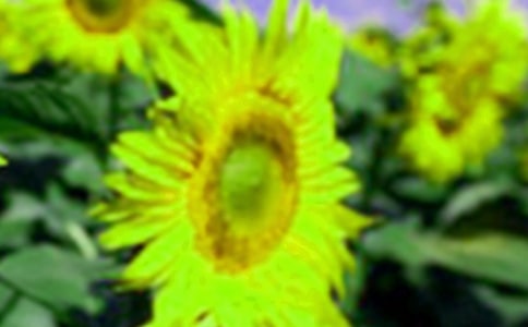 д���տ�������