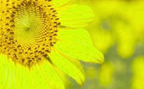 ���������տ�����