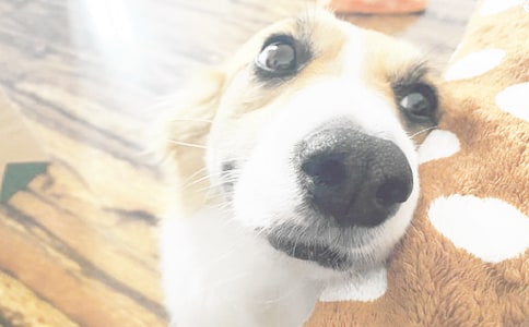 �ҵĶ�������С�����ģ�ͨ��50ƪ��