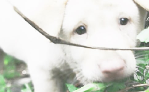 �����Ҽҵ�С���ռǻ��9ƪ