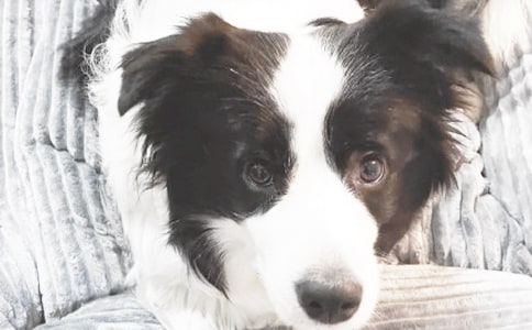 С���۲��ռ�15ƪ���ر���