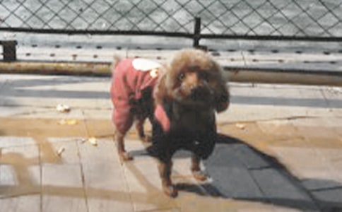 С��������̰�������С��