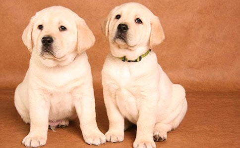 �Ҽҵ�С���ռǡ�����15ƪ��