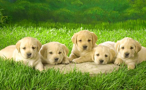 ����С������