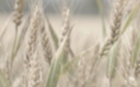 ��дС��ľ���