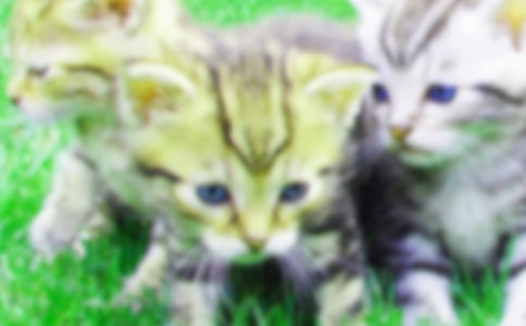 ����ϲ����С���Сè��