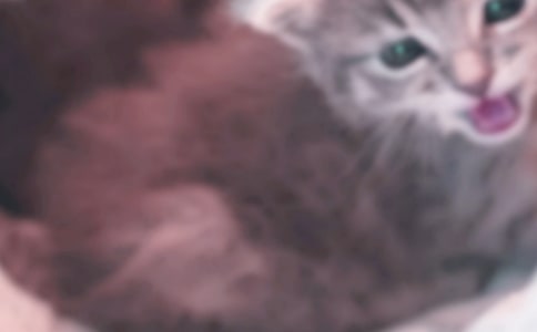 �ҵĶ�������Сè��������