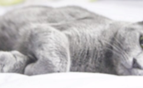 �ҵĶ�������Сè�����ģ���ѡ3ƪ��