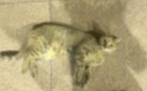 �������Сè�Ĺ��½̰�