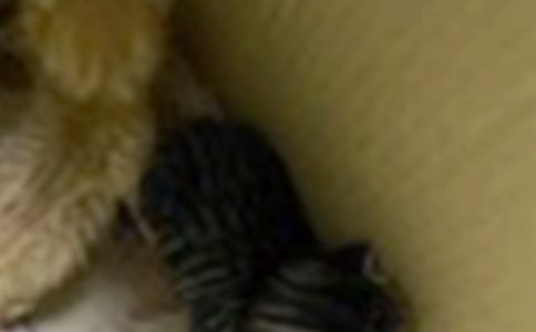 ��Сè���㡷�����̰�