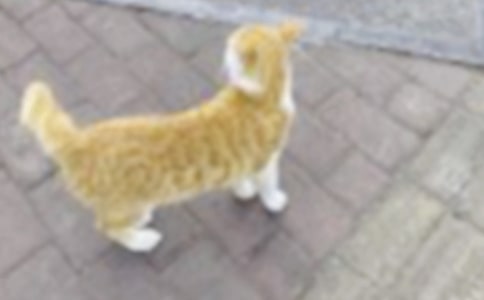 �Ҽҵ�Сè�ռ�