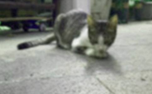 Сѧ��Сè����(��ȫ15ƪ)