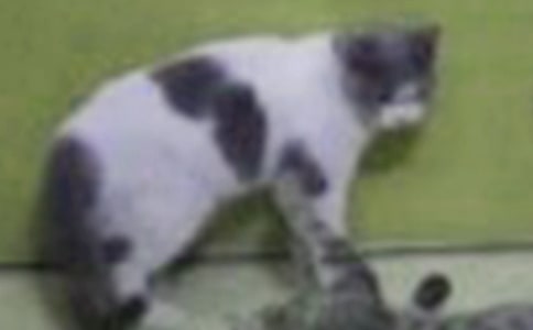 ����۲��ռǣ�Сè