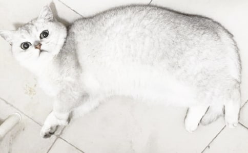 ����Сè������