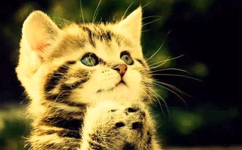 ʵ�õ�Сè�����Ļ��8ƪ