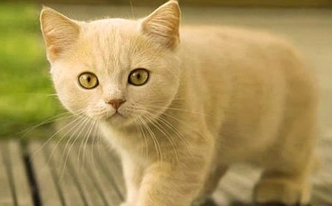 ��ϲ��Сè����������