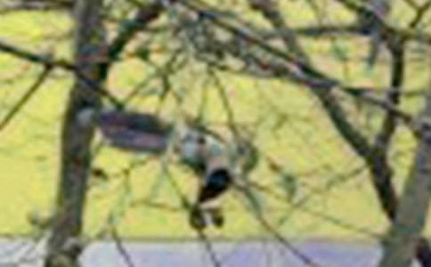 �а�����С�����԰�̰�