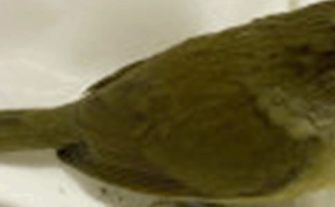 һֻС����������