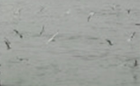 Сѧ���꼶������С��ļҡ��̰�(3ƪ)