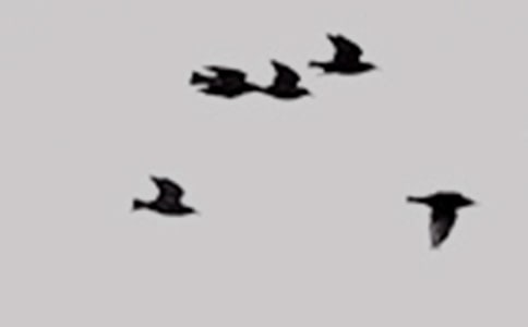 �а������ιС��̰�