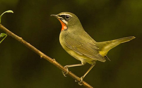 �а������̰���С������