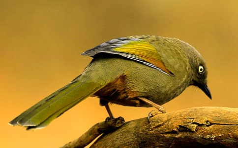 ���е�С����������