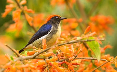 �ɰ���С���а������̰�